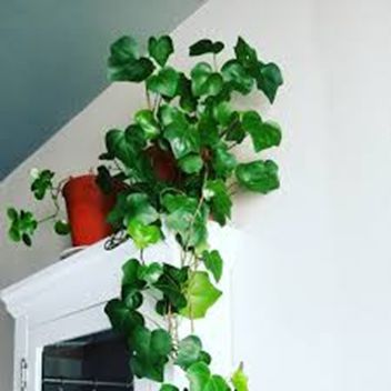 Vastu tips for office Algerian Ivy Plant