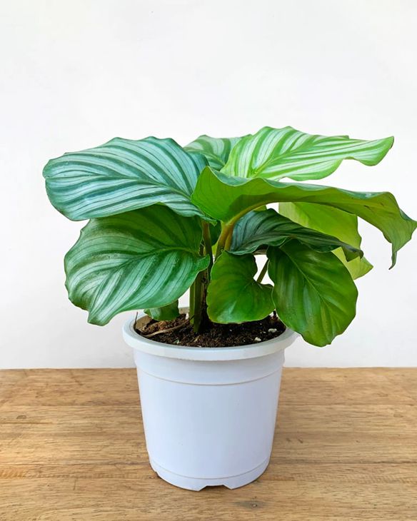 Calathea Plant for office