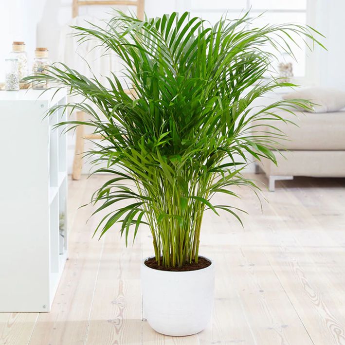 Areca palm plant for office
