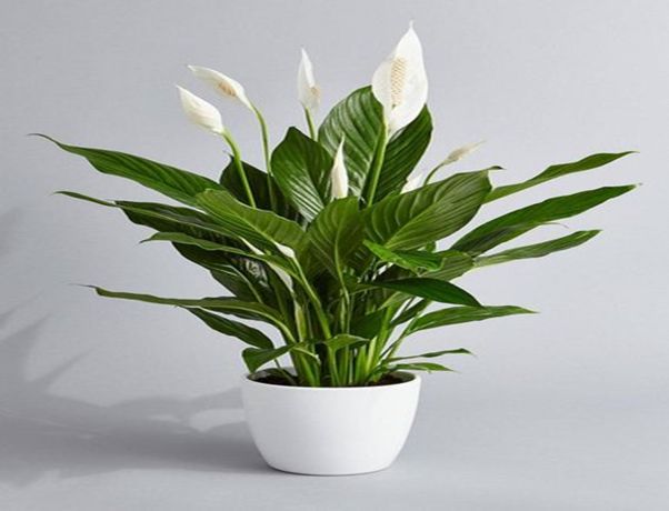 Peace Lily plant for office