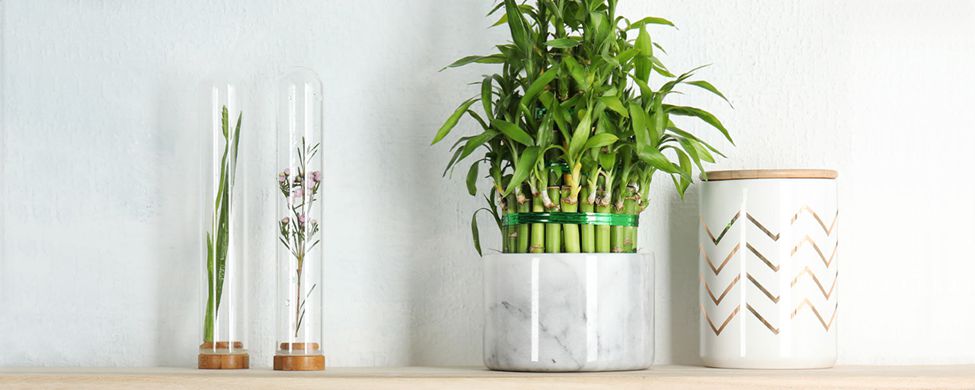 Chinese Water Bamboo for office