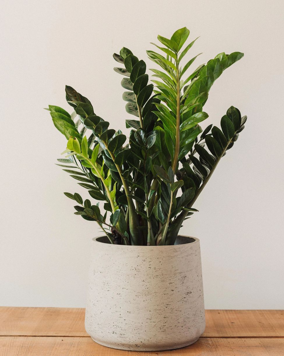 ZZ plant for office