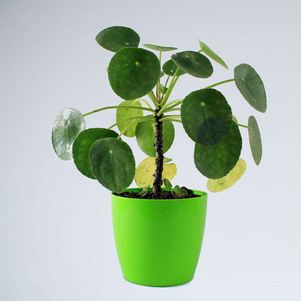 Chinese Money Plant for office